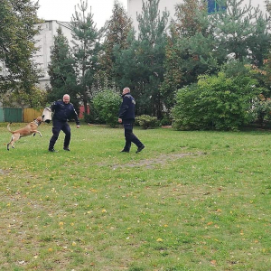 Policjanci prezentują jak reaguje pies, gdy wyda się mu komendę "Bierz go"  w sytuacji ścigania przestępcy.