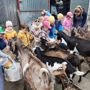 Dzieci karmią kozy