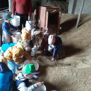 Dzieci nasypują ziarna zboża do wiaderek