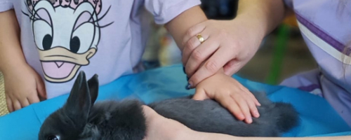 Zajęcia weterynaryjne